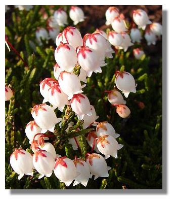 Cassiope var Mertensia Gracilis