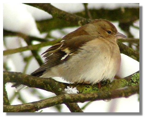 Chaffinch