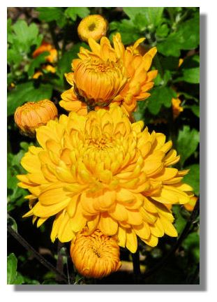 Chrysanthemum
