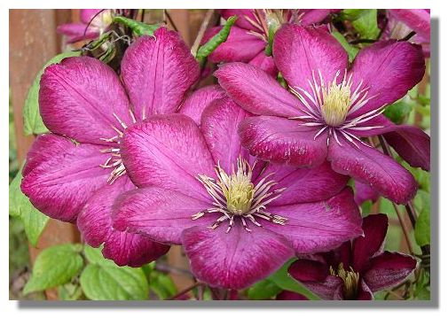 Clematis