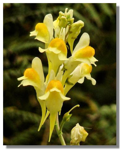 Common Toadflax