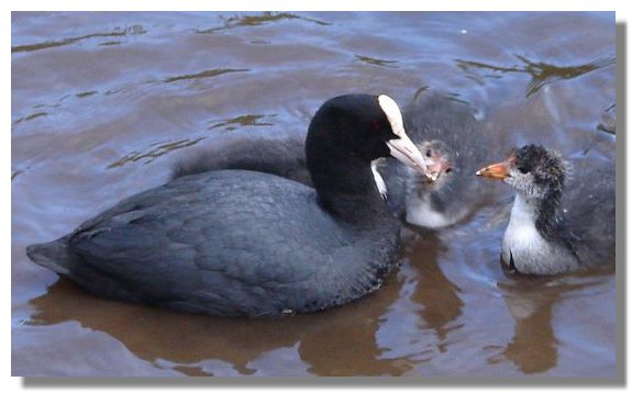Coots being fed