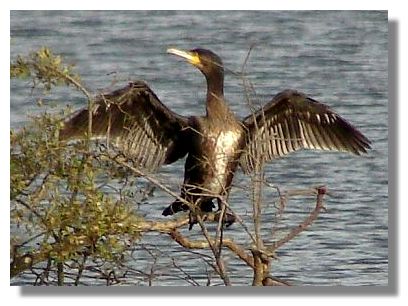 Cormorant