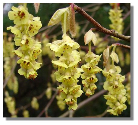 Corylopsis