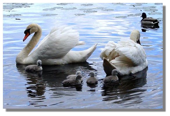 Cygnets and Swans
