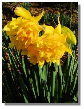 Daffodils