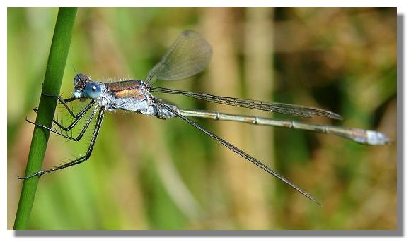 Damsel Fly