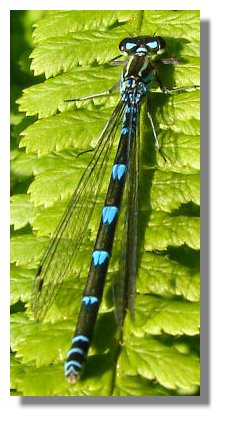 Female Variable Damselfly