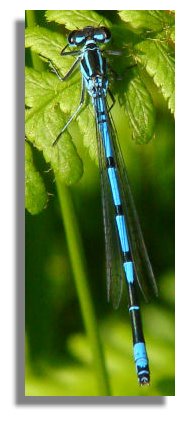 Male Common Blue Damselfly