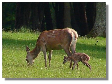 Deer and Calf