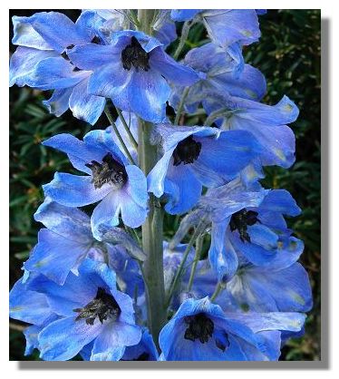 Delphinium