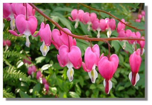 This Dicentra (more commonly known as "Bleeding Heart") in a shady corner of 