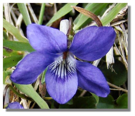 violet flower tattoo. a lovely flower as this