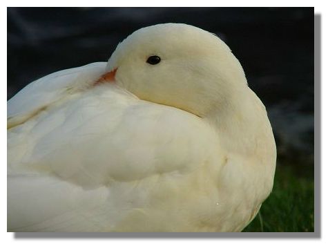 White Duck