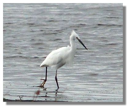 Little Egret