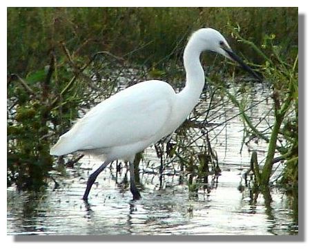 Little Egret