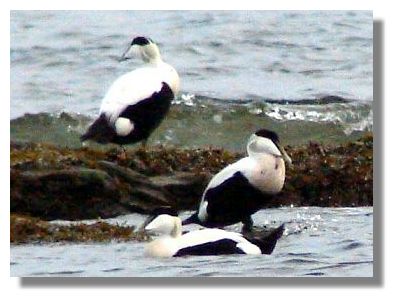 Eider Ducks