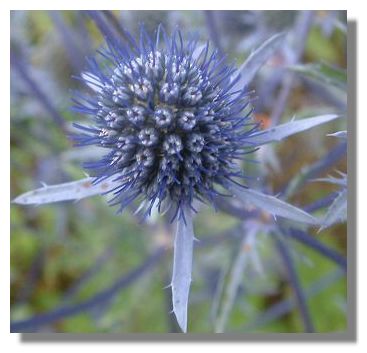 Eryngium