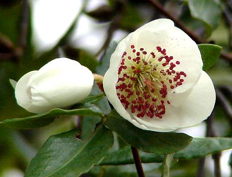 Eucryphia