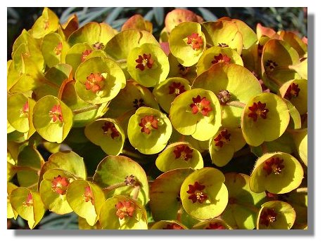 Euphorbia