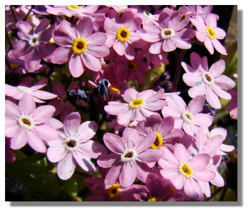 The flowers of Forget-Me-Nots (Myosotis) are usually a pale blue colour but 