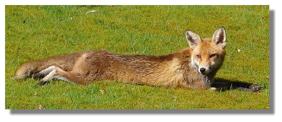 Fox