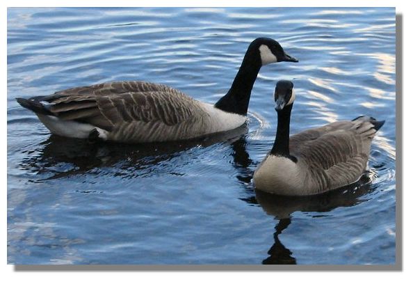 Canada Geese