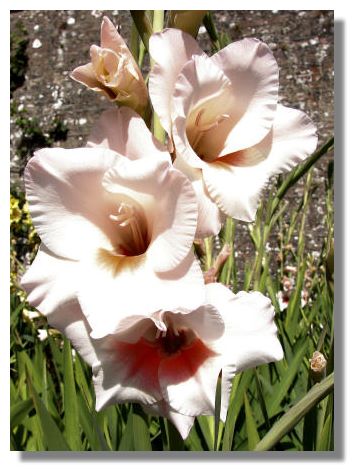 Gladioli Lowland Queen