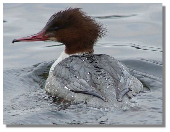 Goosander