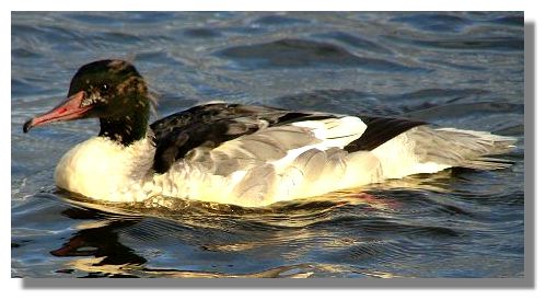 Goosander