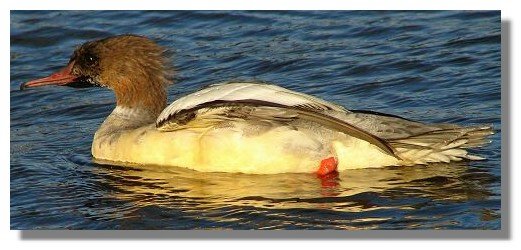 Goosander