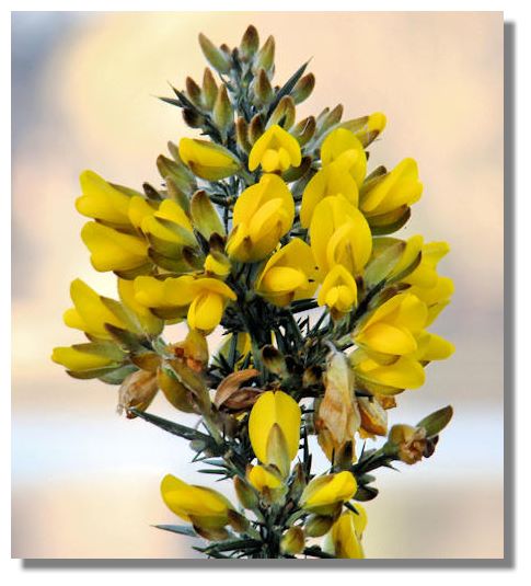 Gorse