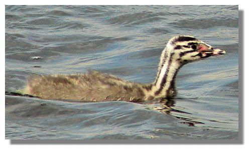 Young Great Crested Grebe