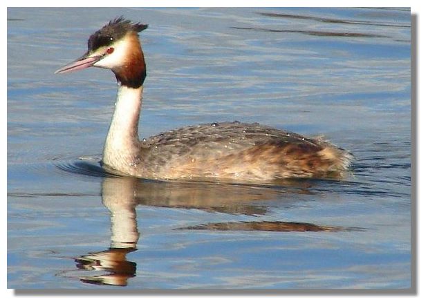 Great Crested Grebe