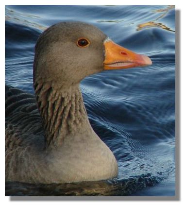 Greylag Goose