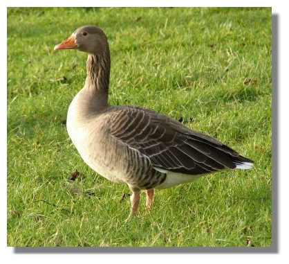 Greylag