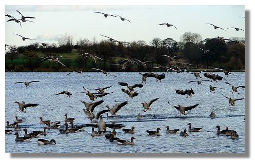 Greylag Geese