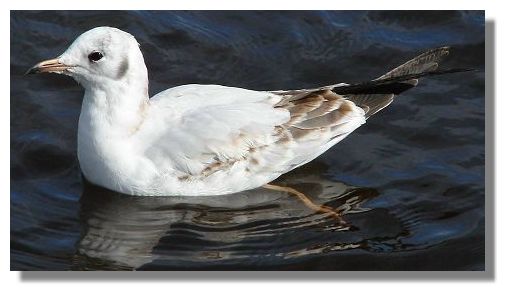 Black Headed Gull