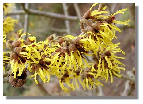 witch hazel benefits