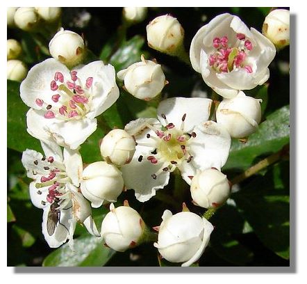 Hawthorn Blossom