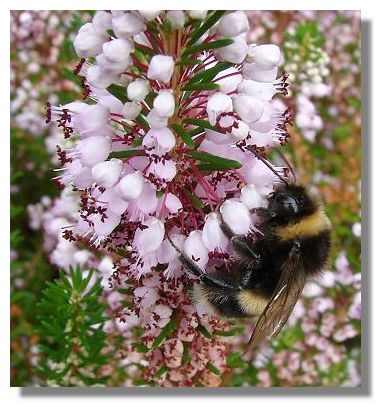 Bee and Heather