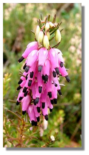 Heather can flower at all Heather can flower at all