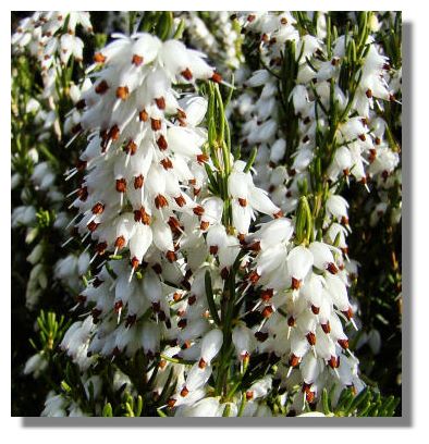 White Heather Plant