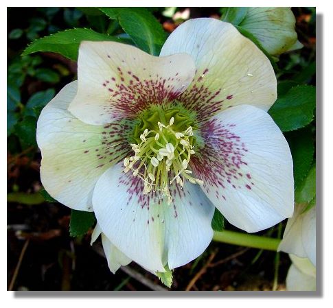 Helleborus