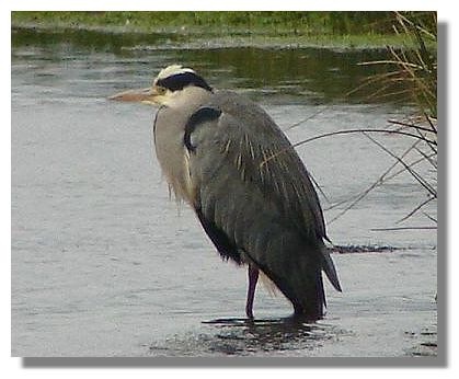 Heron