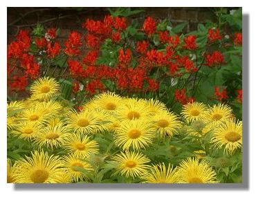 Inula and Crocosmia