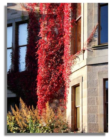 Red Ivy