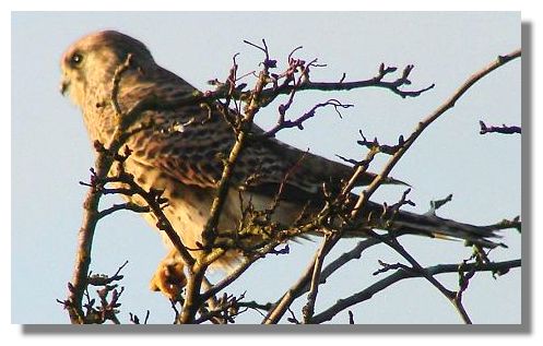 Kestrel