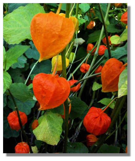 Physallis alkekengi, the Chinese Lantern Flower