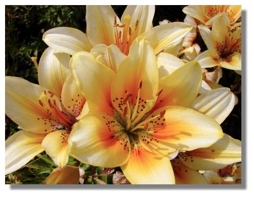 types of lilies simulacrum
